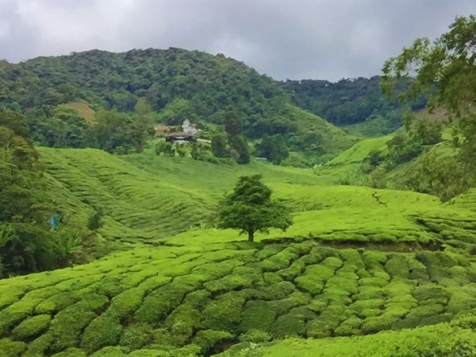 visit boh tea plantation