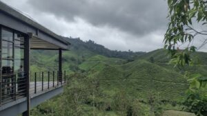 BOH Tea Plantation