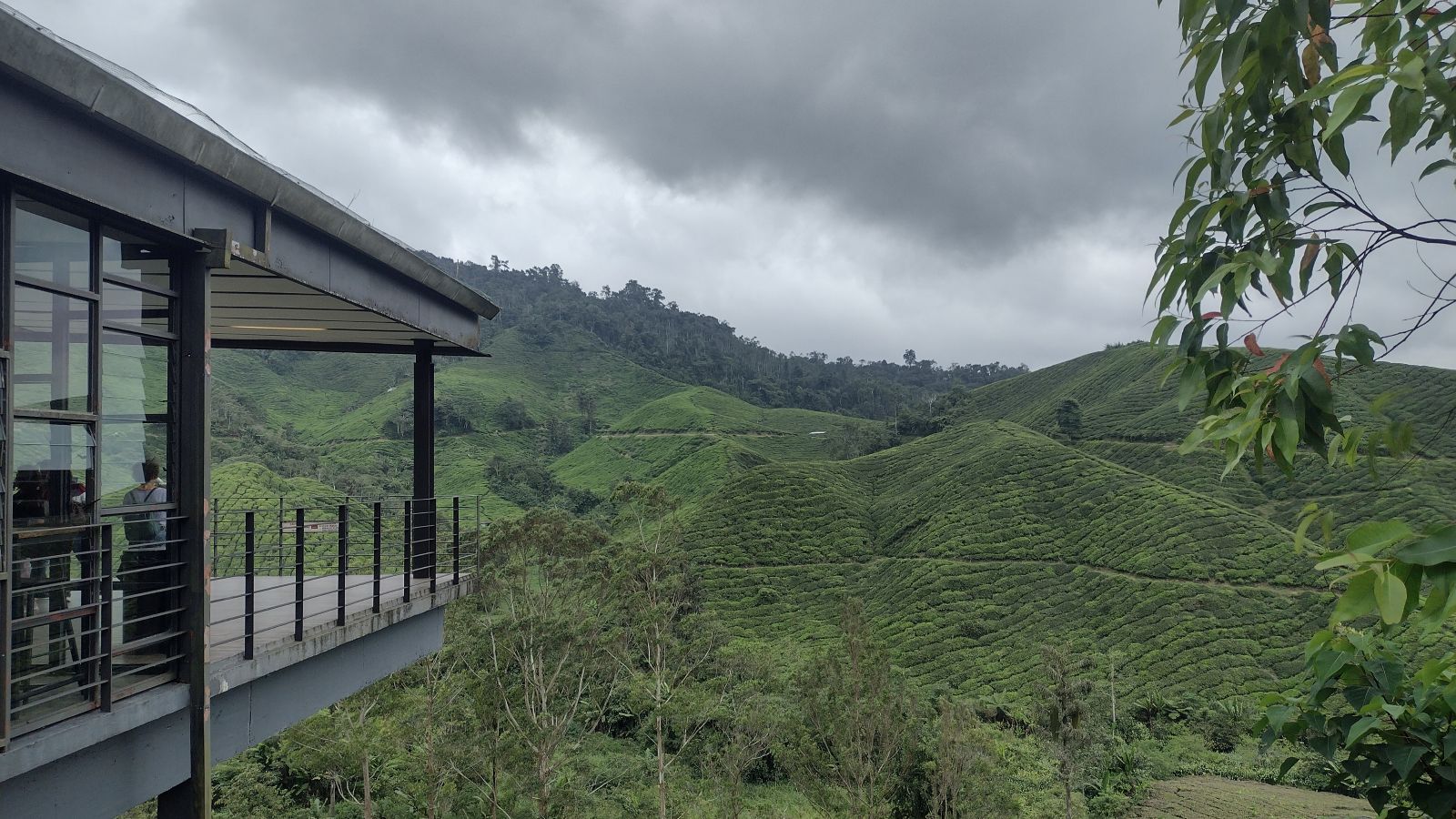Tea Plantation Cameron Highlands