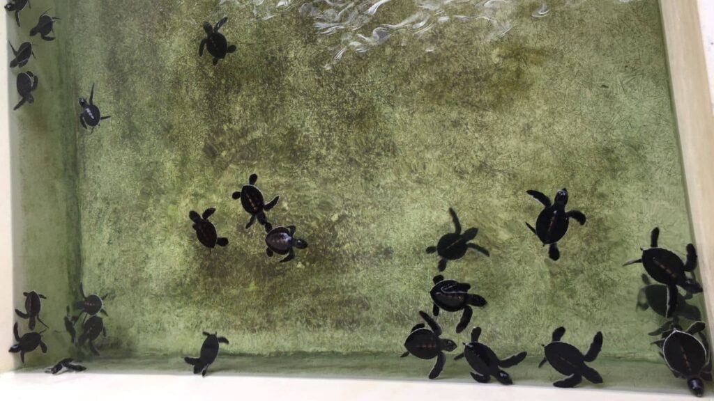 Penang Turtle Sanctuary