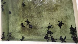 Penang Turtle Sanctuary