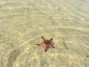 Starfish Beach