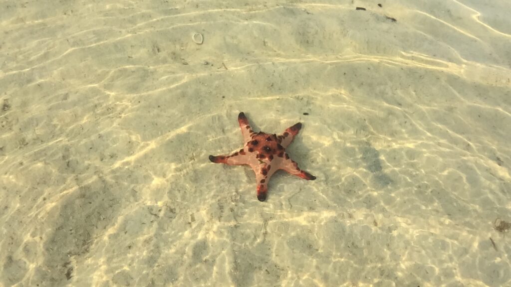 Starfish Beach