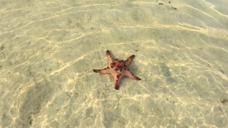 Starfish Beach