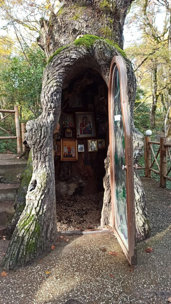 church tree in kutaisi