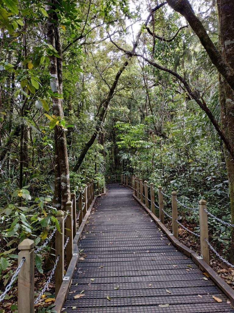kauri forest walk