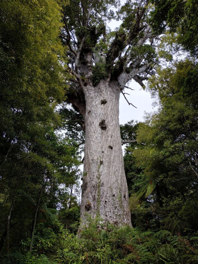 kauri tree