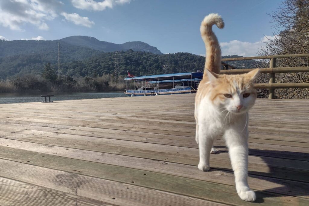 cats in dalyan