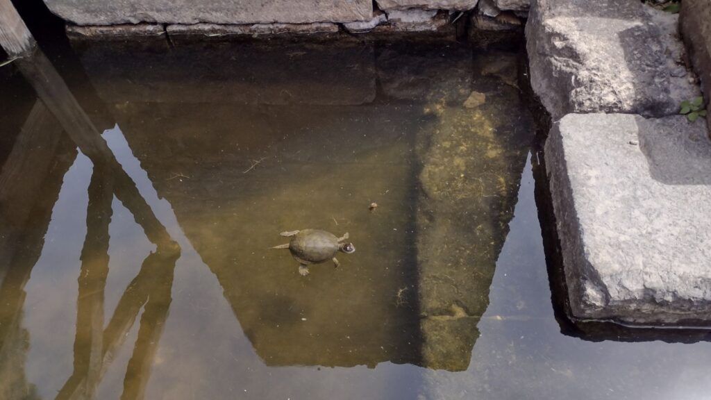 turtle in butrint