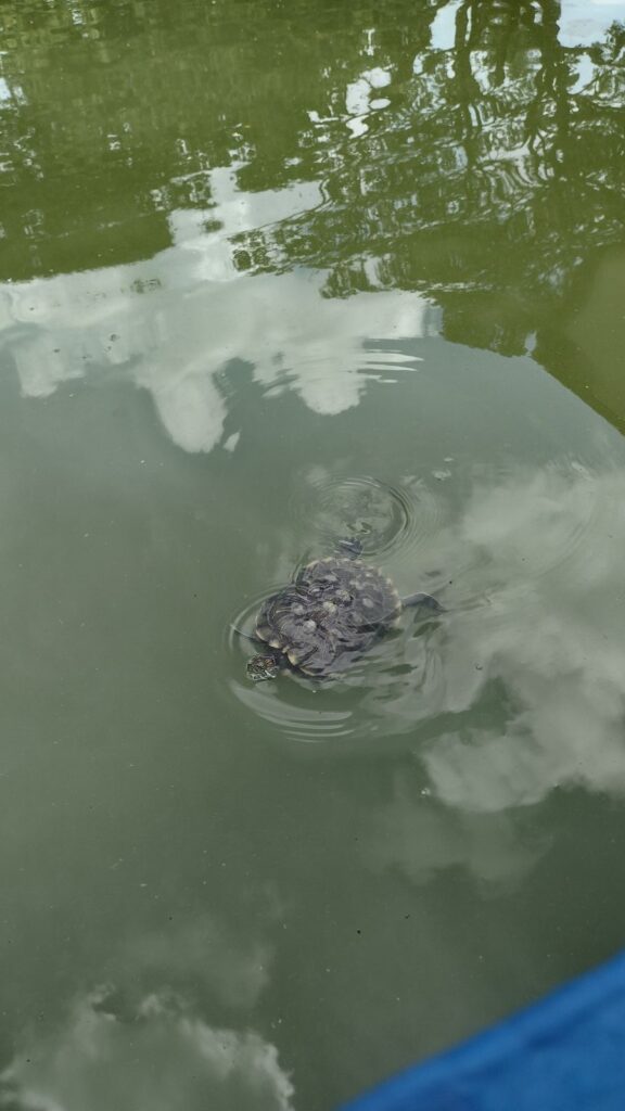 trutle in taiping lake gardens