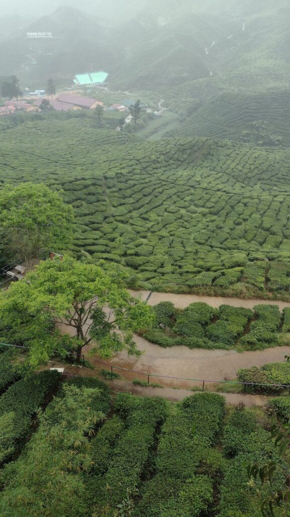 cameron highlands tour
