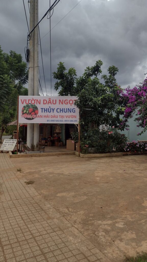 strawberry farm in dalat