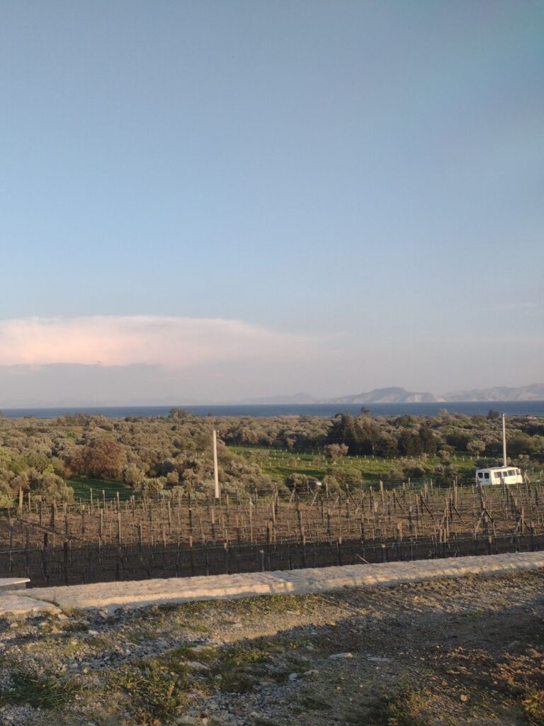 datca vineyard views