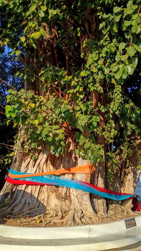 sacred tree